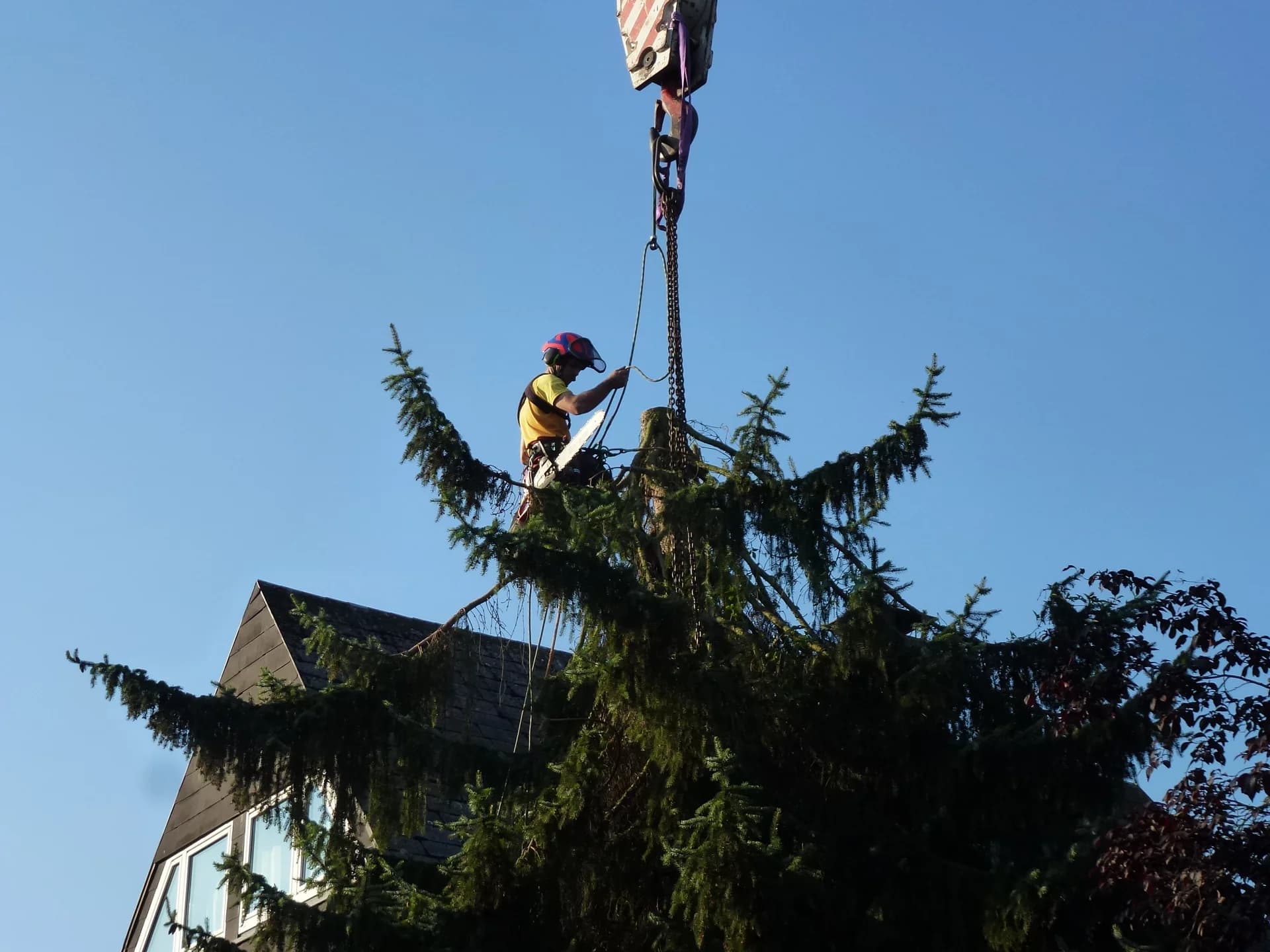 Kranfällung - MS Baumpflege Dülmen