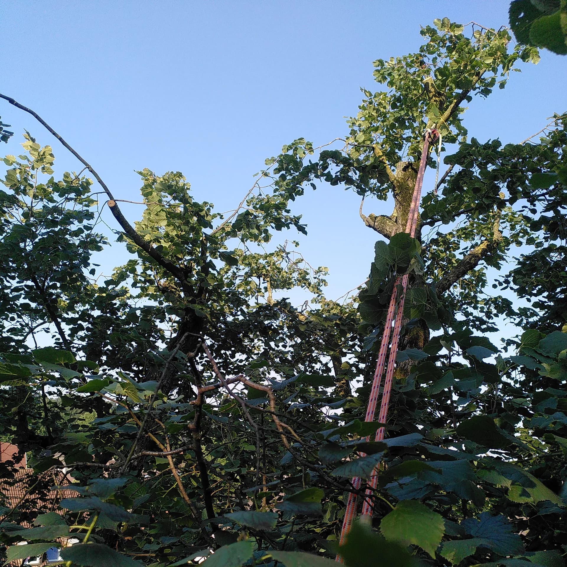 Kroneneinkürzung - MS Baumpflege Dülmen