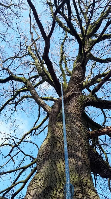 Baumpfleger bei der Arbeit mit Seilklettertechnik